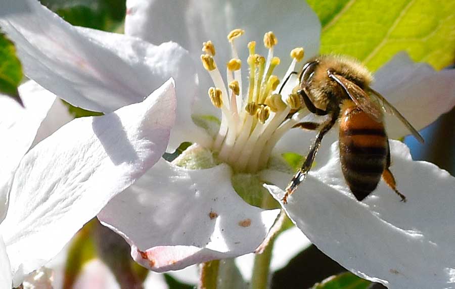 Effektive Wege, wie Pflanzen Bienen anlocken